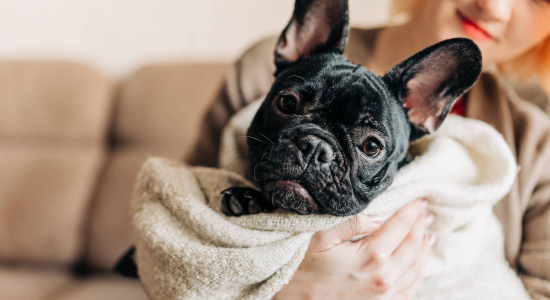 Woman holding a french bulldog puppy on her hands cute lovely moment of dog lover owner. Happy pet living in the apartment